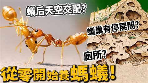 廁所有蟻|螞蟻動輒過百隻出沒，專家教3大方法滅蟻